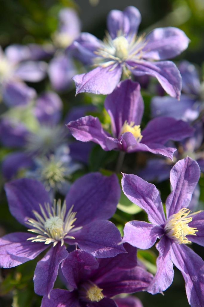 [xx] CLEMATIS 'ARABELLA' (Pot 3 litres, 80-100 cm)