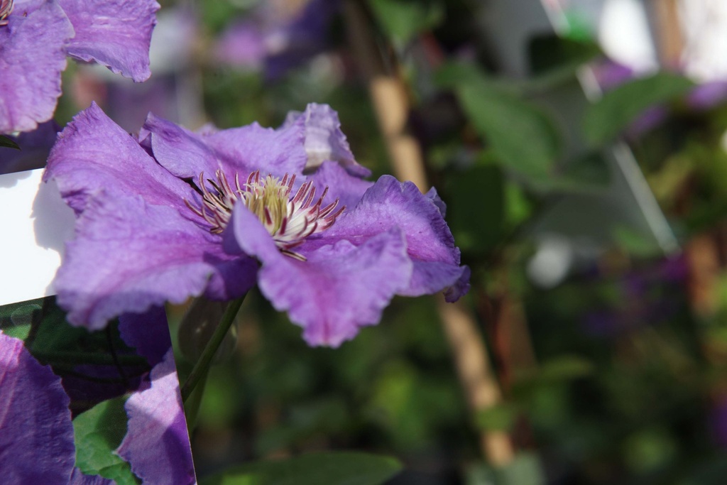[xx] CLEMATIS 'ASHVA' (Pot 3 liter, 80-100 cm)