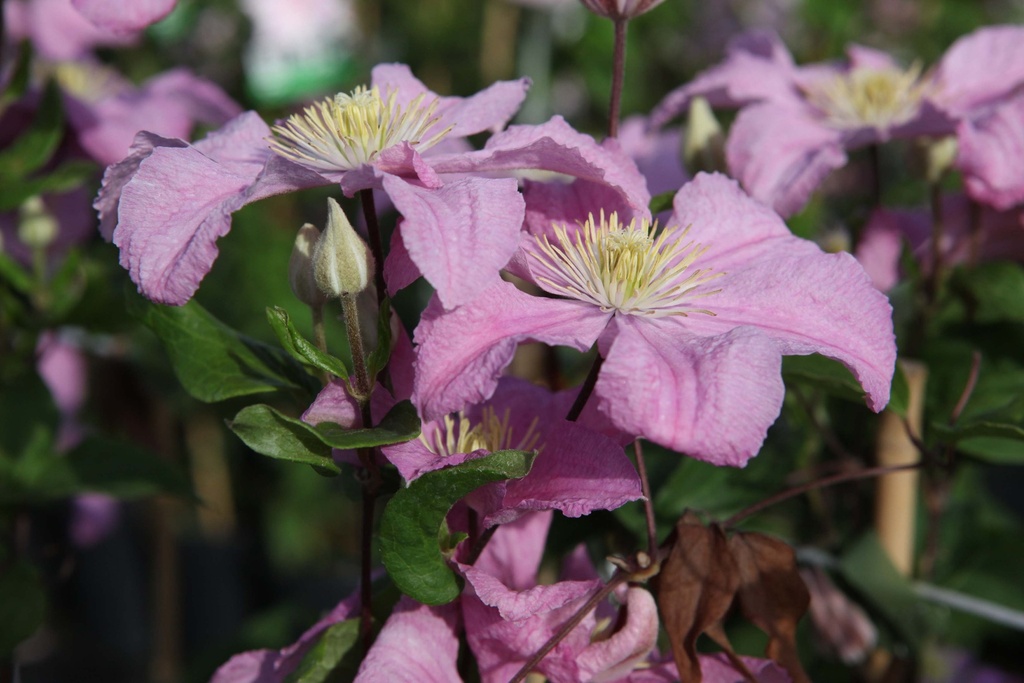 [xx] CLEMATIS 'COMTESSE DE BOUCHAUD' (Pot 3 litres, 80-100 cm)