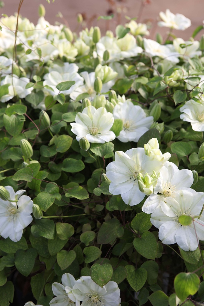 [xx] CLEMATIS 'GUERNSEY CREAM' (Pot 3 litres, 80-100 cm)