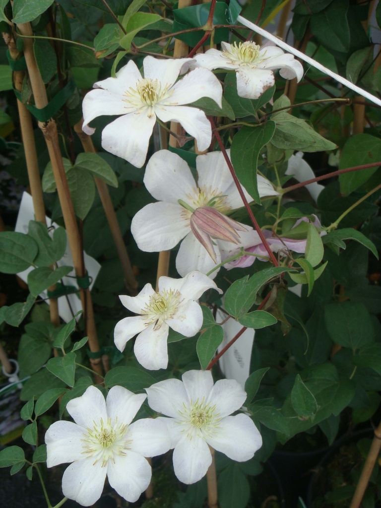 [xx] CLEMATIS 'HULDINE' (Pot 3 liter, 80-100 cm)