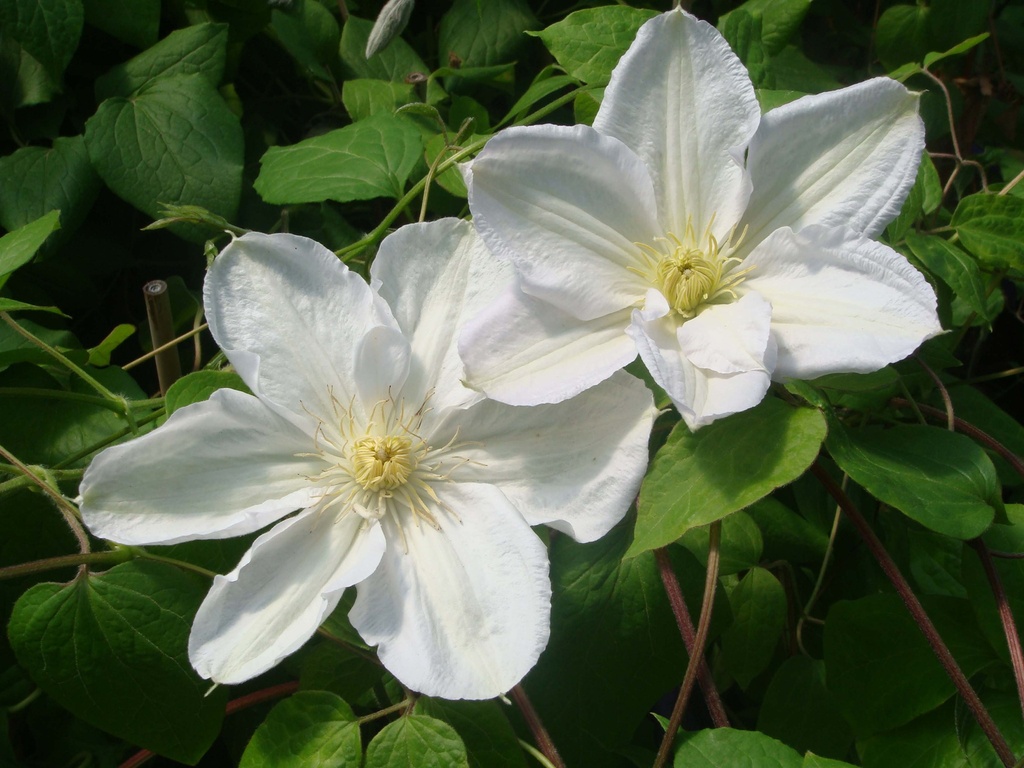 [CMLCO3] CLEMATIS 'MADAME LE COULTRE' (Pot 3 litres, 80-100 cm)