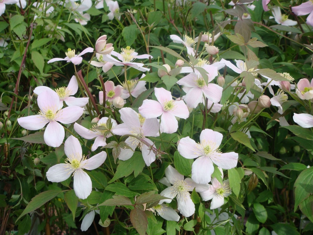 [CMRU3] CLEMATIS MONTANA 'RUBENS' (Pot 2 liter, 60-80 cm)