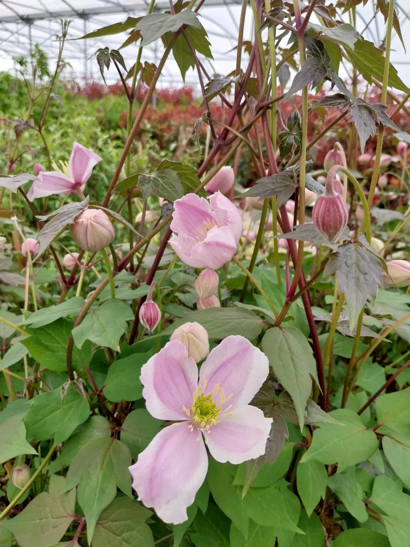 [CMTE3] CLEMATIS MONTANA 'TETRAROSE' (Pot 3 litres, 80-100 cm)