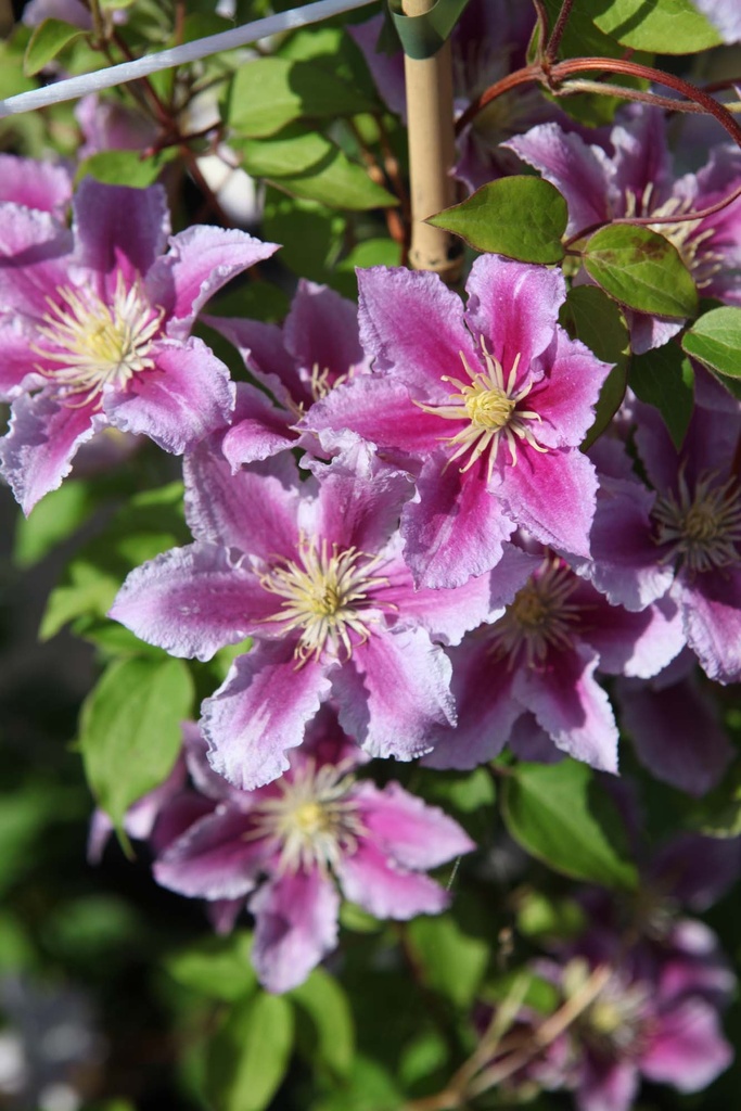 [xx] CLEMATIS 'PIILU' (Pot 3 litres, 80-100 cm)