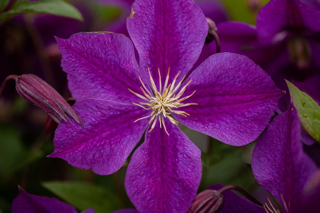 [CSIN3] CLEMATIS 'STAR OF INDIA' (Pot 2 liter, 80-100 cm)