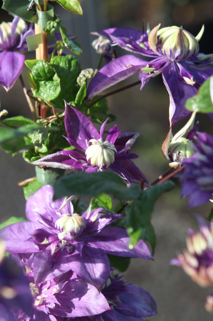 [xx] CLEMATIS 'TAIGA' (Pot 3 liter, 80-100 cm)