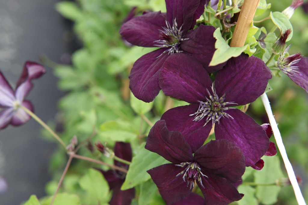 [xx] CLEMATIS VITICELLA 'DARK EYES' (Pot 3 litres, 80-100 cm)