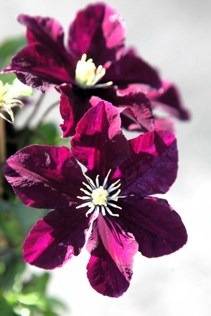 [xx] CLEMATIS 'WARSZAWSKA NIKE' (Pot 3 litres, 80-100 cm)