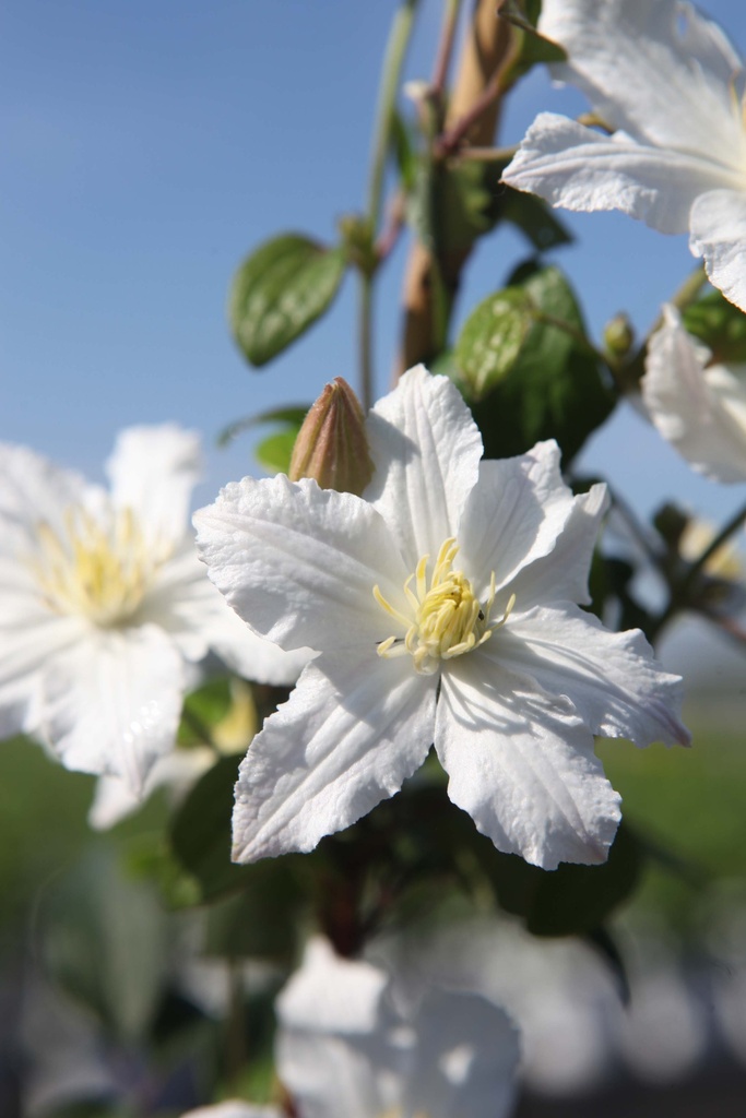 [xx] CLEMATIS 'WHITE ARABELLA' (Pot 3 liter, 80-100 cm)