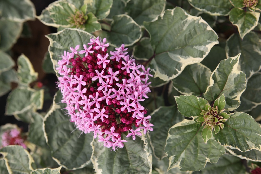 CLERODENDRUM BUNGEI 'PINK DIAMOND'