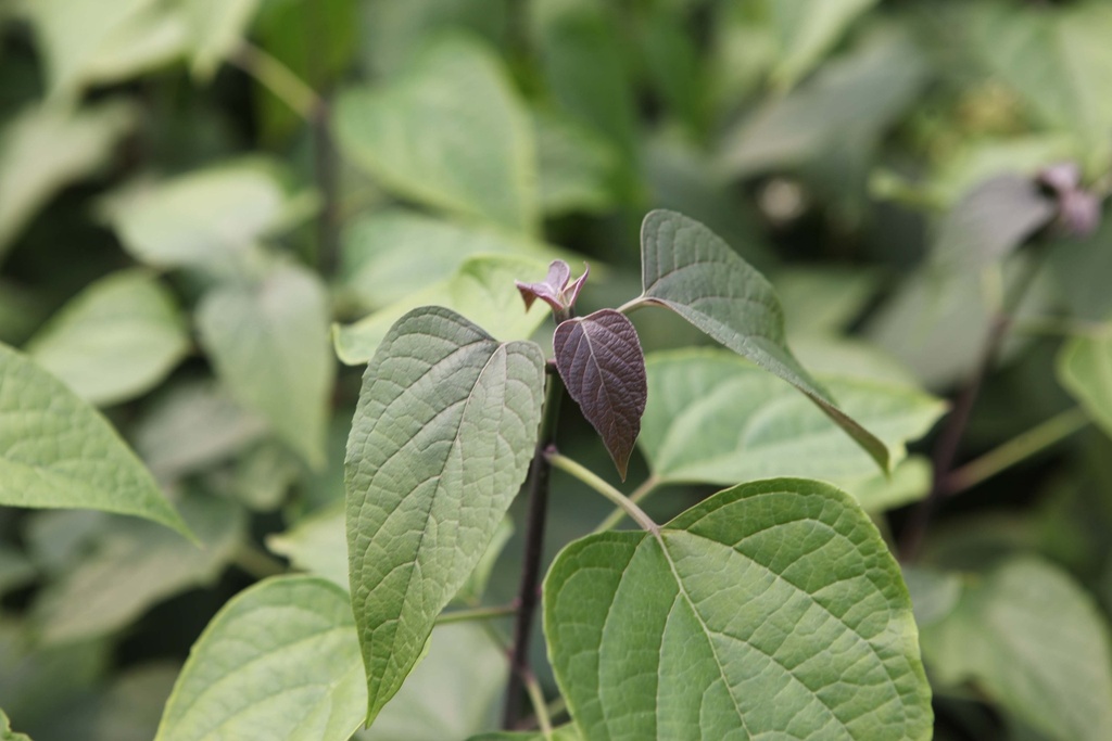 [xx] CLERODENDRUM TRICHOTOMUM (Pot 3 litres, 40-50 cm)