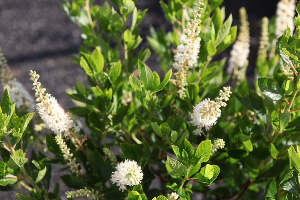 [xx] CLETHRA ALNIFOLIA 'HUMMINGBIRD' (Pot 3 litres, 30-40 cm)