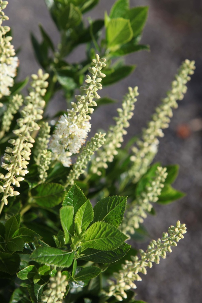 [xx] CLETHRA ALNIFOLIA 'SIXTEEN CANDLES' (Pot 10 litres, 60-80 cm)