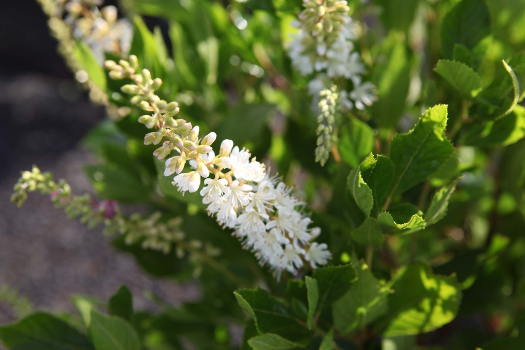 [xx] CLETHRA ALNIFOLIA 'VANILLA SPICE' (Pot 3 litres, 30-40 cm)