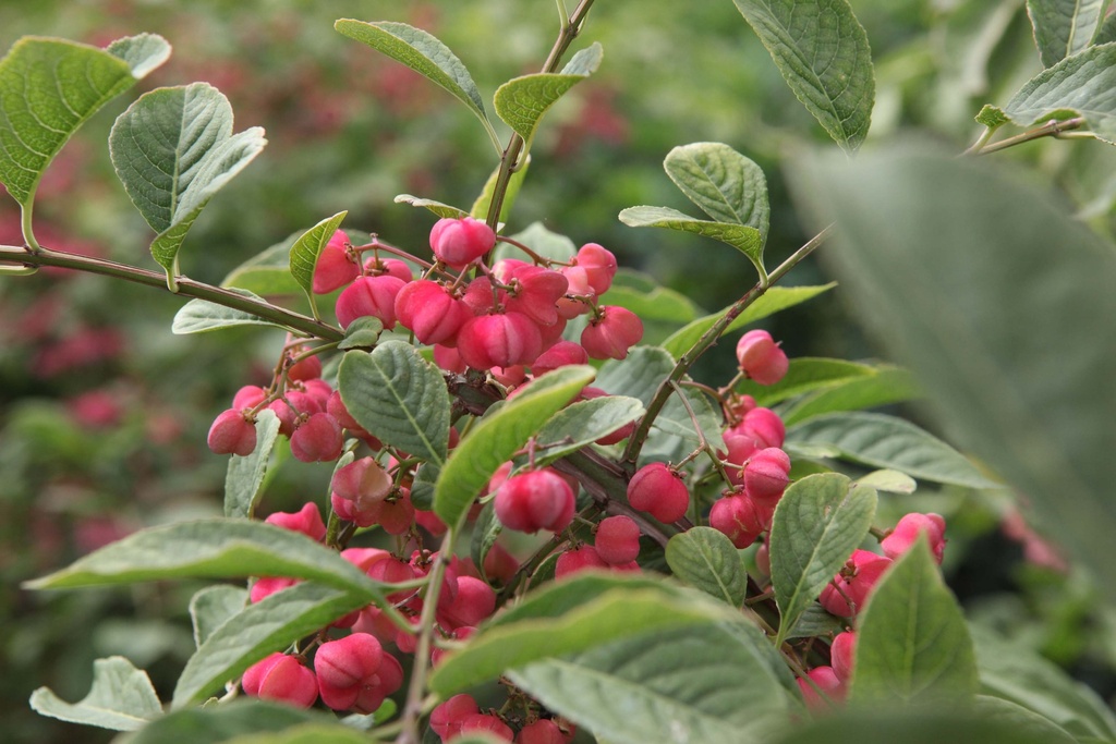 [xx] CLETHRA BARBINERVIS (Pot 3 liter, 30-40 cm)