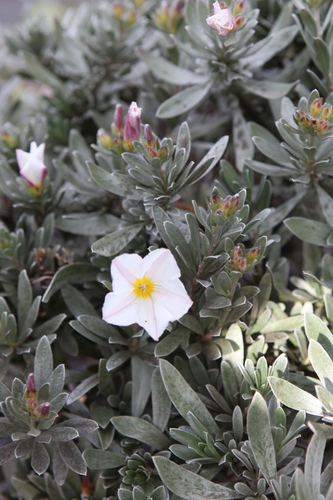 [xx] CONVOLVULUS CNEORUM (Pot 3 liter, 40-60 cm)