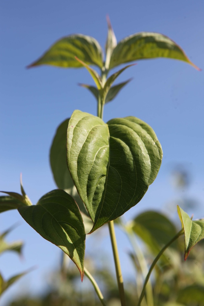 [CXSPI125C15] CORNUS (X) 'STELLAR PINK' (Pot 15 liter, 125-150 cm)