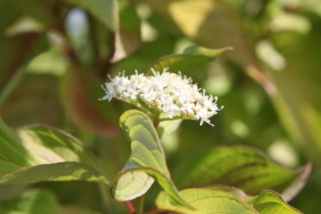 [xx] CORNUS ALBA 'AUREA' (Pot 10 litres, 80-100 cm)