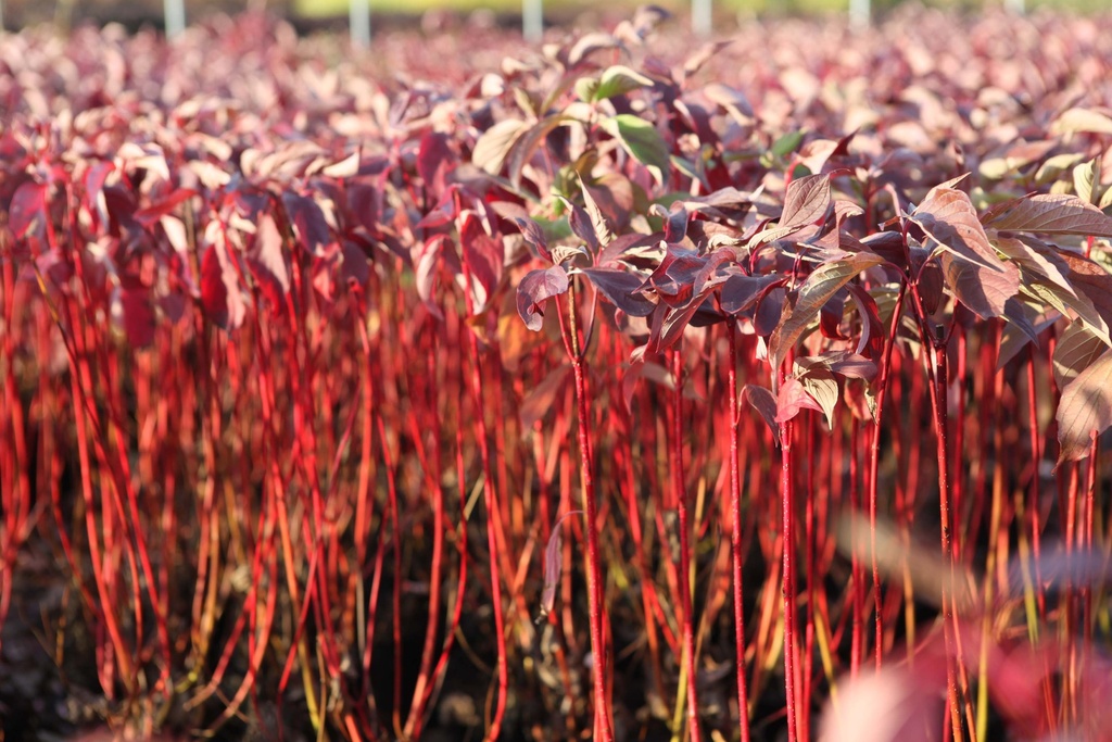 [xx] CORNUS ALBA BATON ROUGE® (Pot 10 litres, 80-100 cm)