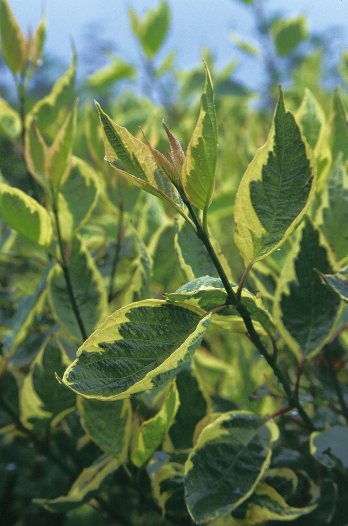 [xx] CORNUS ALBA 'CREAM CRACKER' (Pot 3 liter, 50-60 cm)