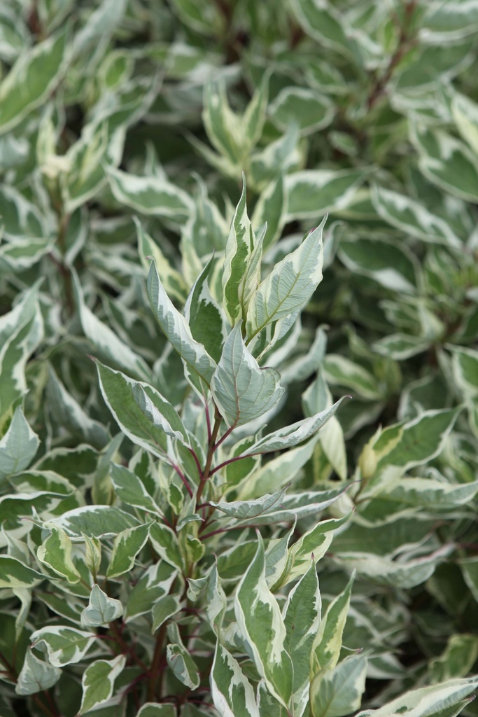 [xx] CORNUS ALBA IVORY HALO® (Pot 3 litres, 60-80 cm)