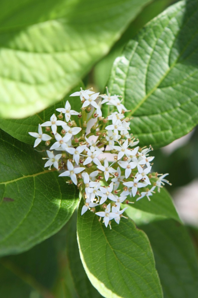 [xx] CORNUS ALBA 'SIBERIAN PEARLS' (Pot 3 litres, 60-80 cm)