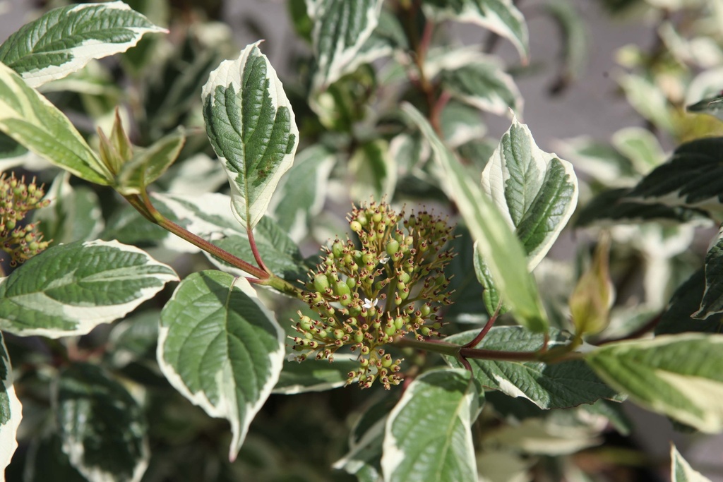 CORNUS ALBA 'SIBIRICA VARIEGATA'