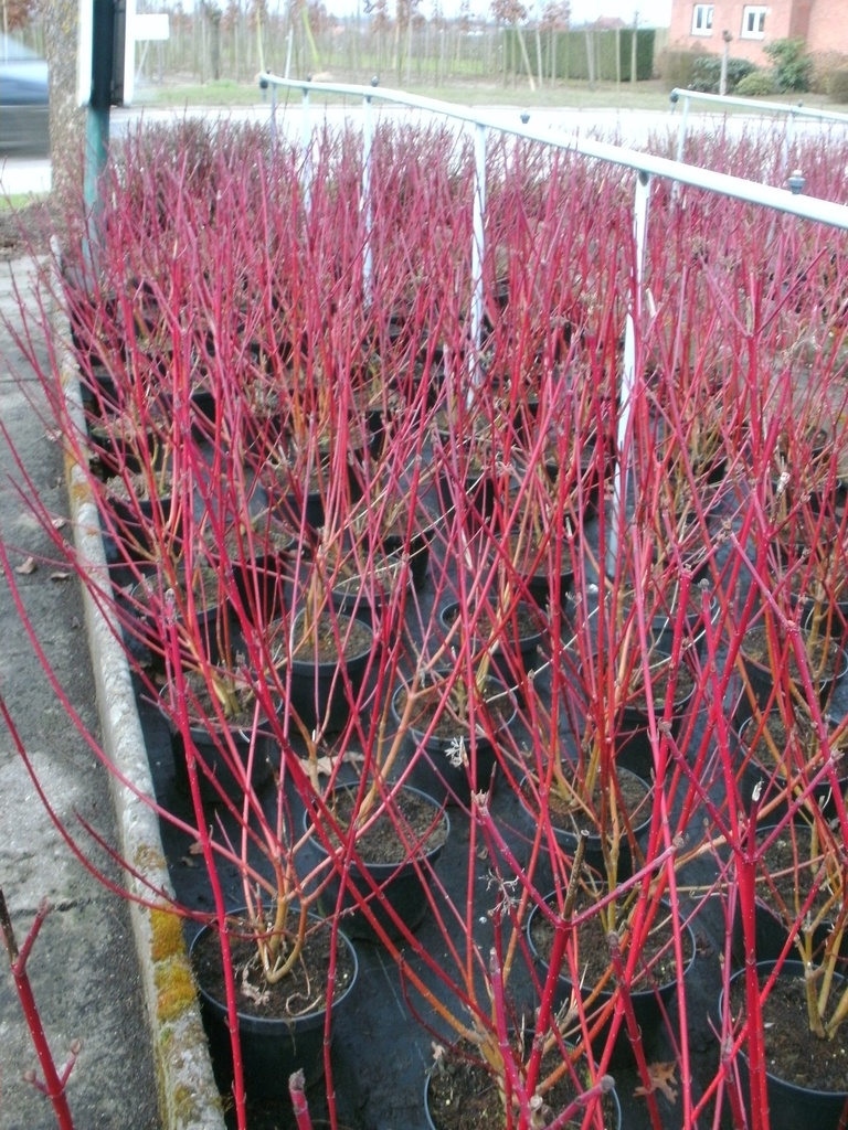 [CASVA3C] CORNUS ALBA 'SIBIRICA VARIEGATA' (Pot 3 litres, 60-80 cm)