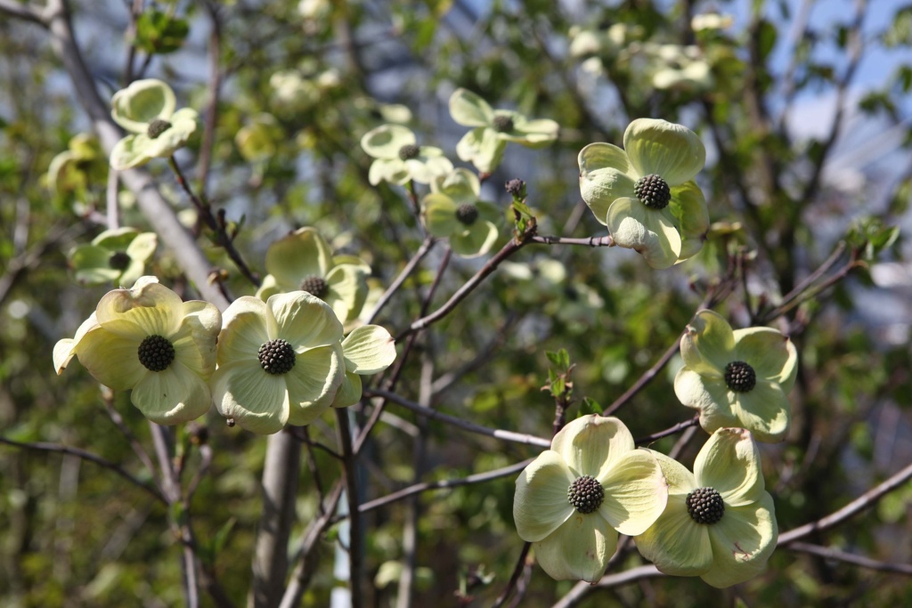 [CEWWO125C] CORNUS 'EDDIE'S WHITE WONDER' (Pot, 125-150 cm)