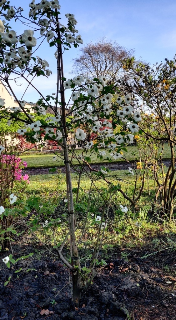 [CEWWO150C] CORNUS 'EDDIE'S WHITE WONDER' (Pot, 150-175 cm)