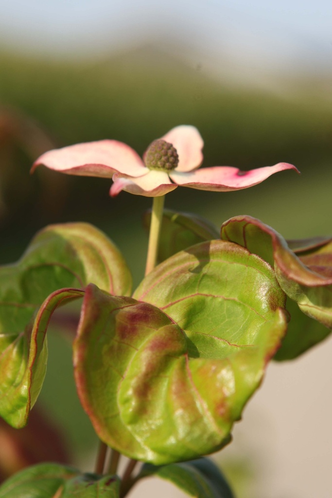 [CKSAT80] CORNUS KOUSA 'SATOMI' (Pot 12 liter, 80-100 cm)
