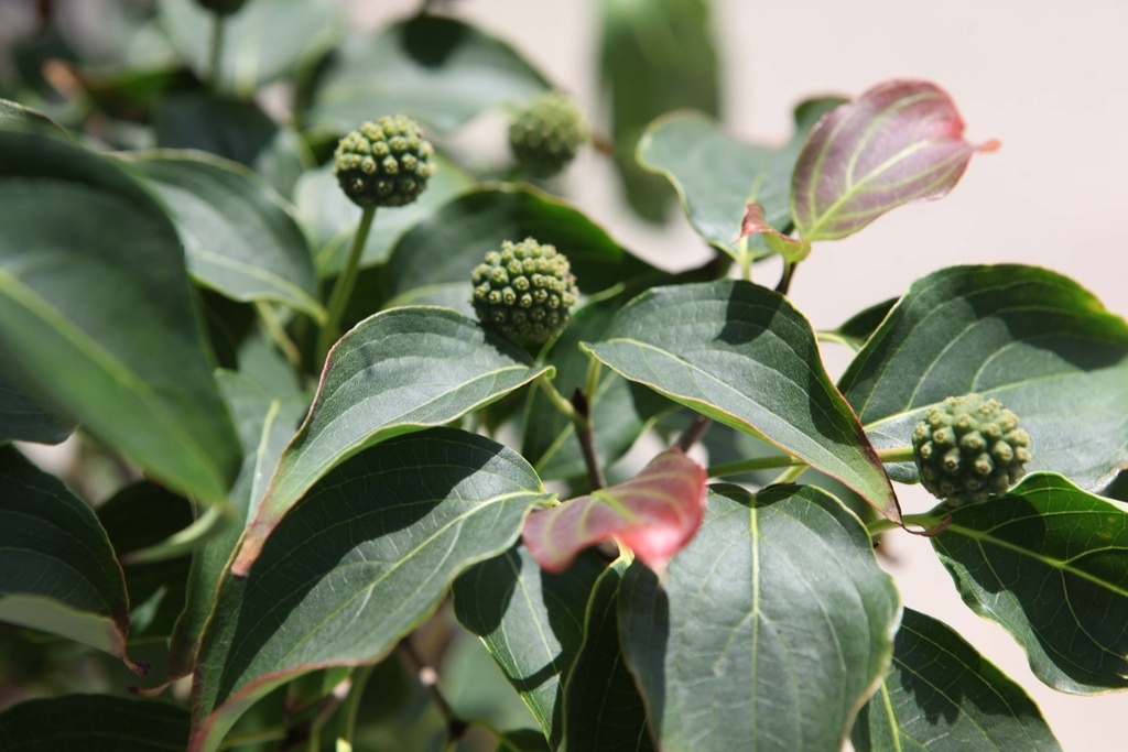 CORNUS KOUSA 'SCHMETTERLING'