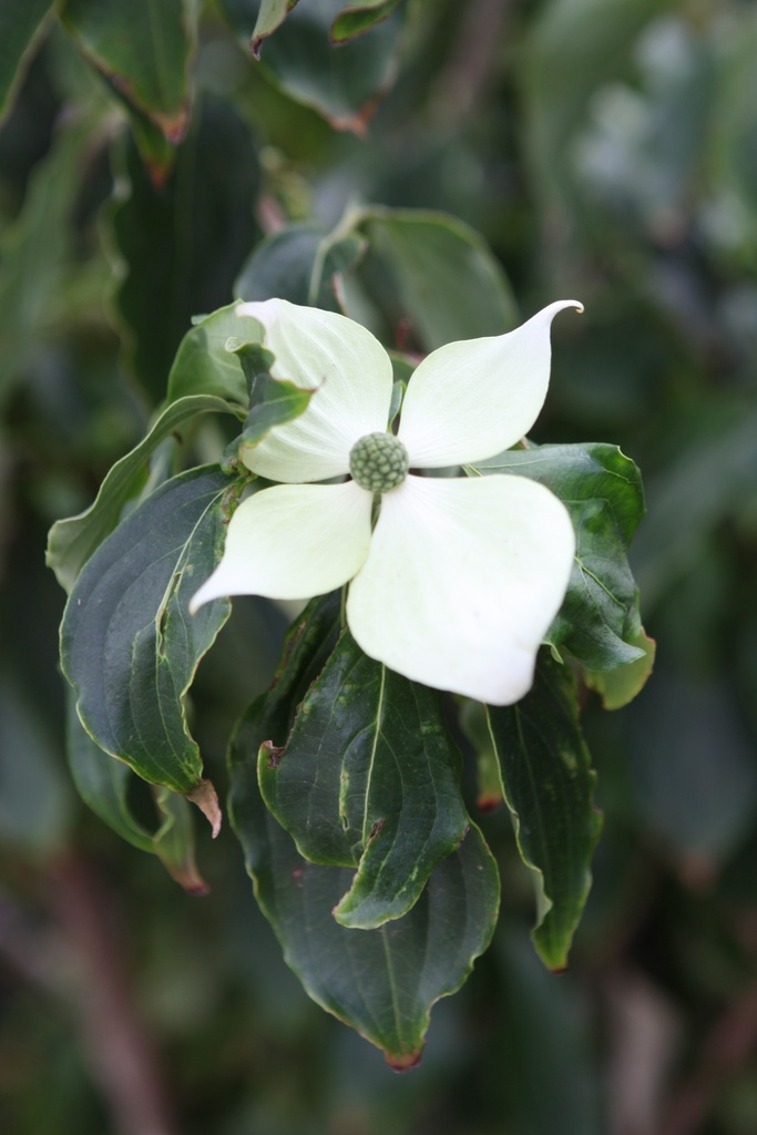 [CKTE60C12] CORNUS KOUSA 'TEUTONIA' (Pot 12 liter, 60-80 cm)