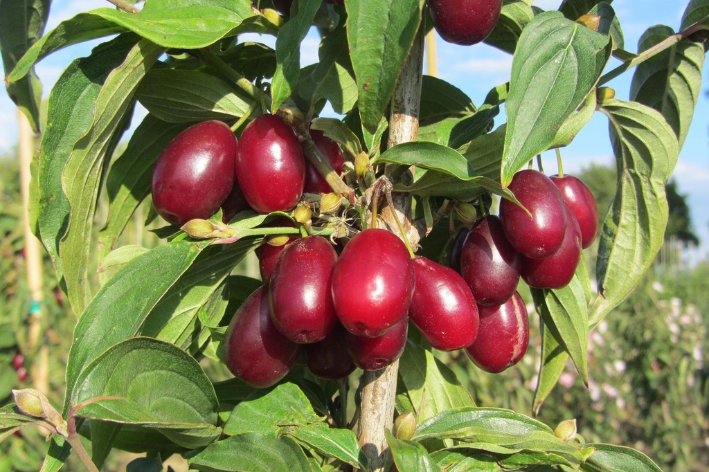 [xx] CORNUS MAS 'JOLICO' (Pot 7 litres, 80-100 cm)