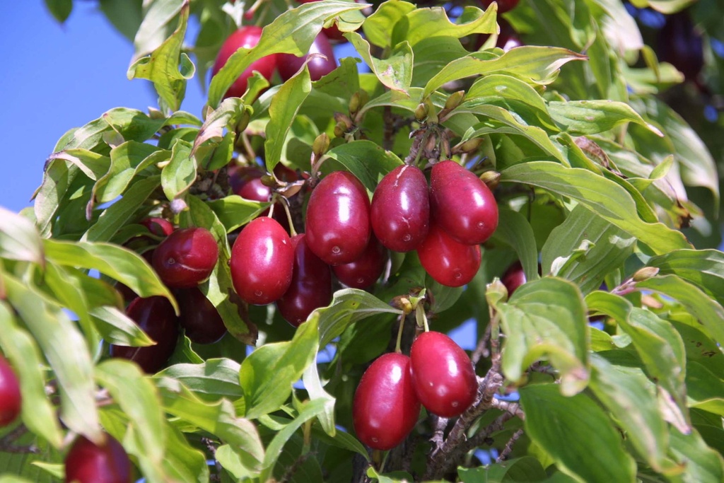 [xx] CORNUS MAS 'KASANLAK' (Pot 7 litres, 80-100 cm)