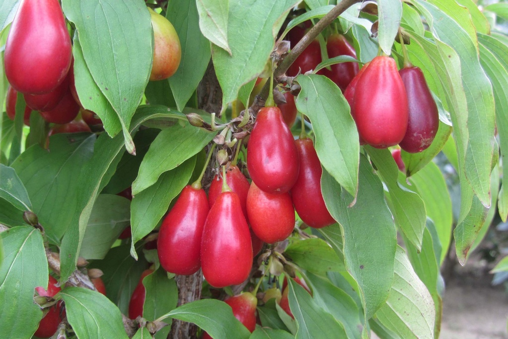 [xx] CORNUS MAS 'SCHÖNBRUNNER GOURMET DIRNDL' (Pot 7 liter, 80-100 cm)