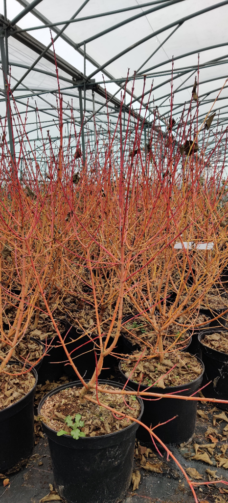 [CSWBE40] CORNUS SANGUINEA 'WINTER BEAUTY' (Pot 3 liter, 40-50 cm)