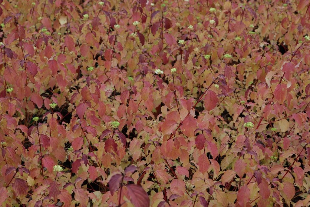 [CSWBE60C] CORNUS SANGUINEA 'WINTER BEAUTY' (Pot 10 liter, 60-80 cm)