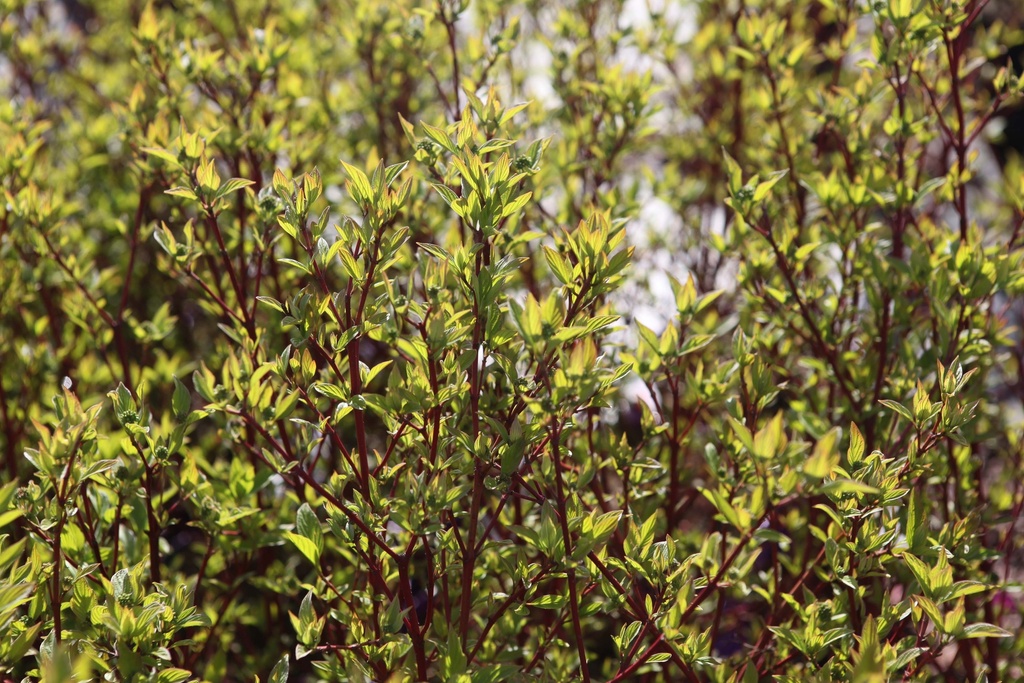 [xx] CORNUS SERICEA FIRST EDITIONS® 'FIREDANCE' (Pot 3 liter, 30-40 cm)