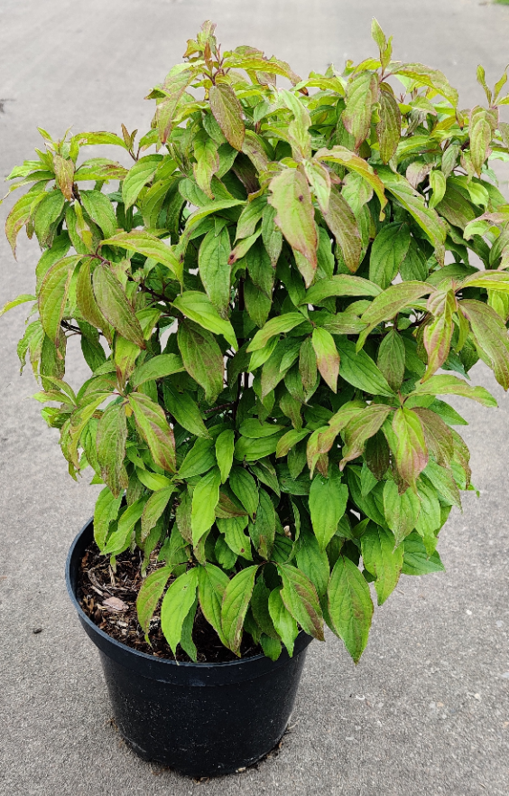 [CSKE25] CORNUS SERICEA 'KELSEYI' (Pot 2 litres, 20-25 cm)