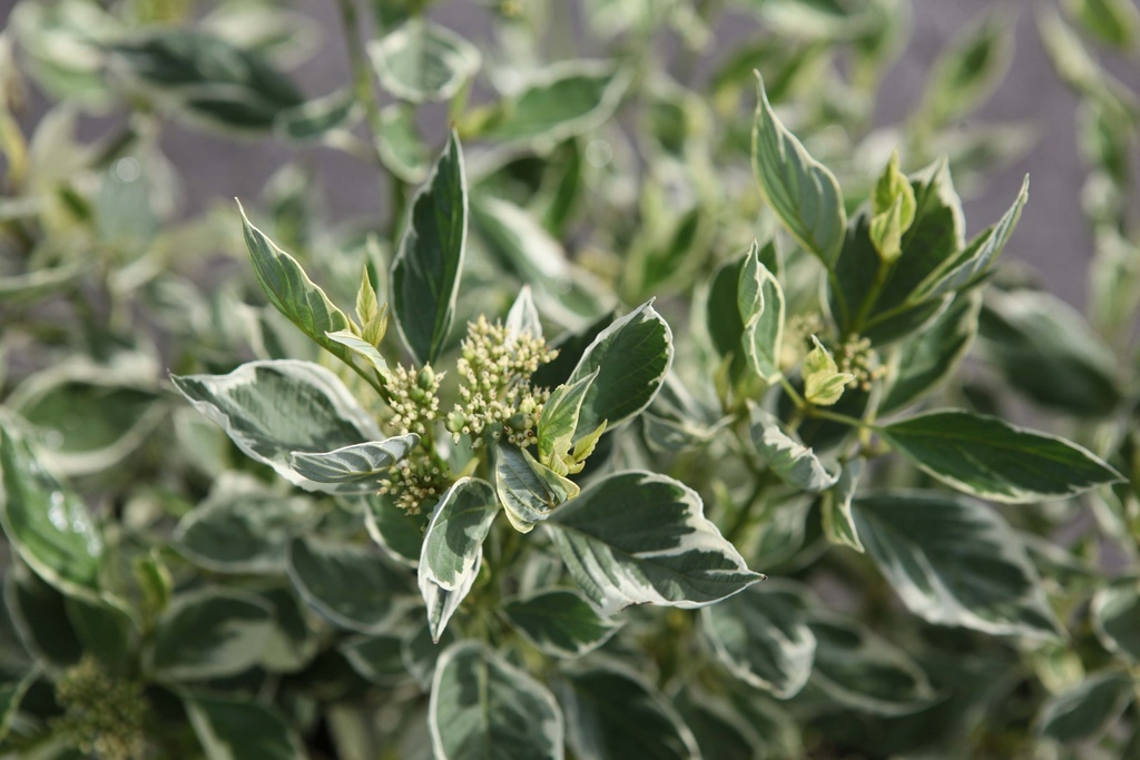 [xx] CORNUS SERICEA 'WHITE GOLD' (Pot 3 liter, 50-60 cm)