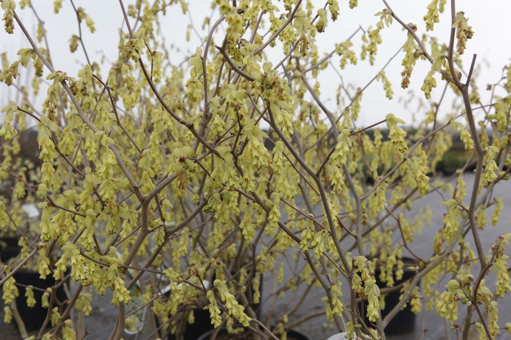 [CSP100] CORYLOPSIS SPICATA (Pot, 100-125 cm)