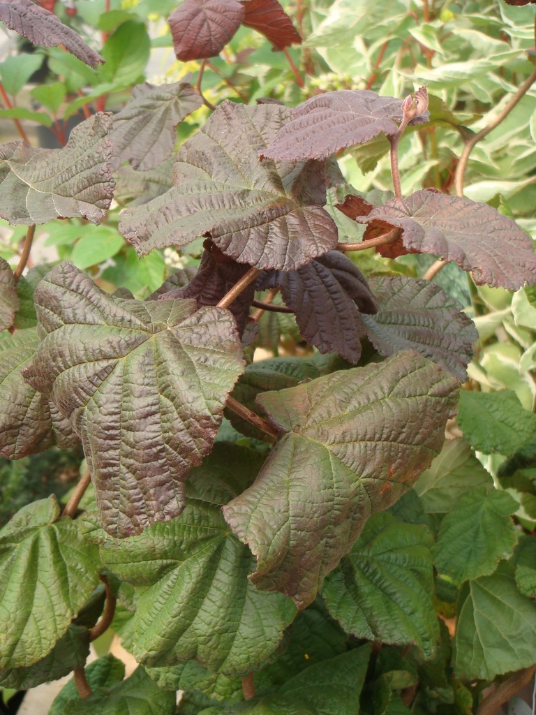 [CARMA40] CORYLUS AVELLANA 'RED MAJESTIC' (Pot 3 liter, 50-60 cm)