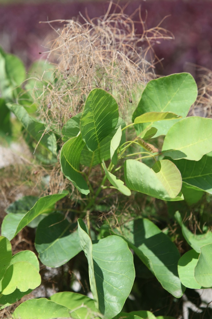 [CCO100C] COTINUS COGGYGRIA (Pot, 100-125 cm)