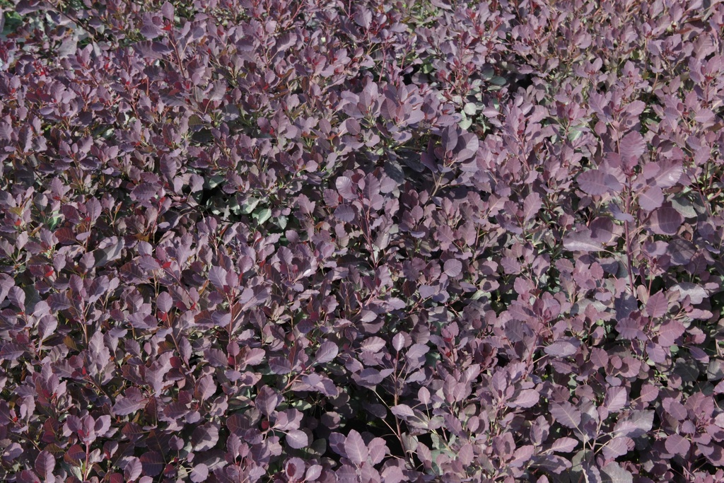 [xx] COTINUS COGGYGRIA DUSKY MAIDEN (Pot 3 litres, 30-40 cm)