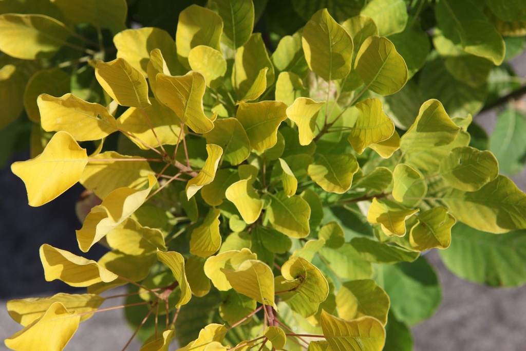 COTINUS COGGYGRIA GOLDEN SPIRIT