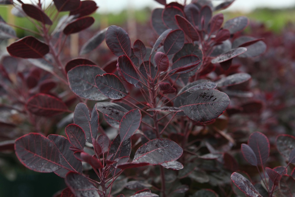 [xx] COTINUS COGGYGRIA 'LILLA' (Pot 3 liter, 40-50 cm)