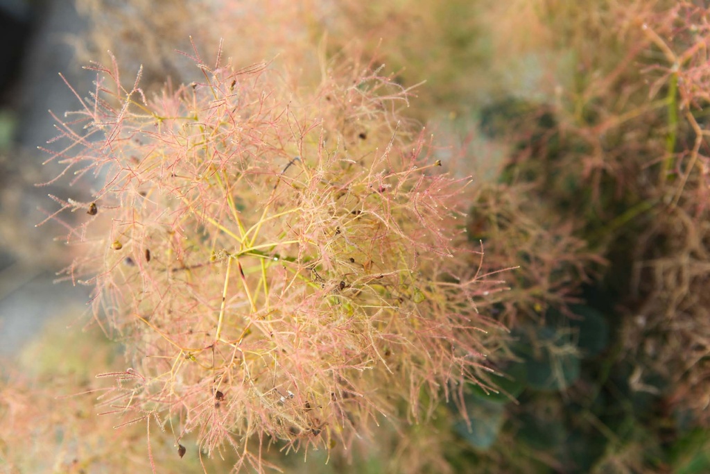 [xx] COTINUS COGGYGRIA 'YOUNG LADY' (Pot 10 litres, 60-80 cm)