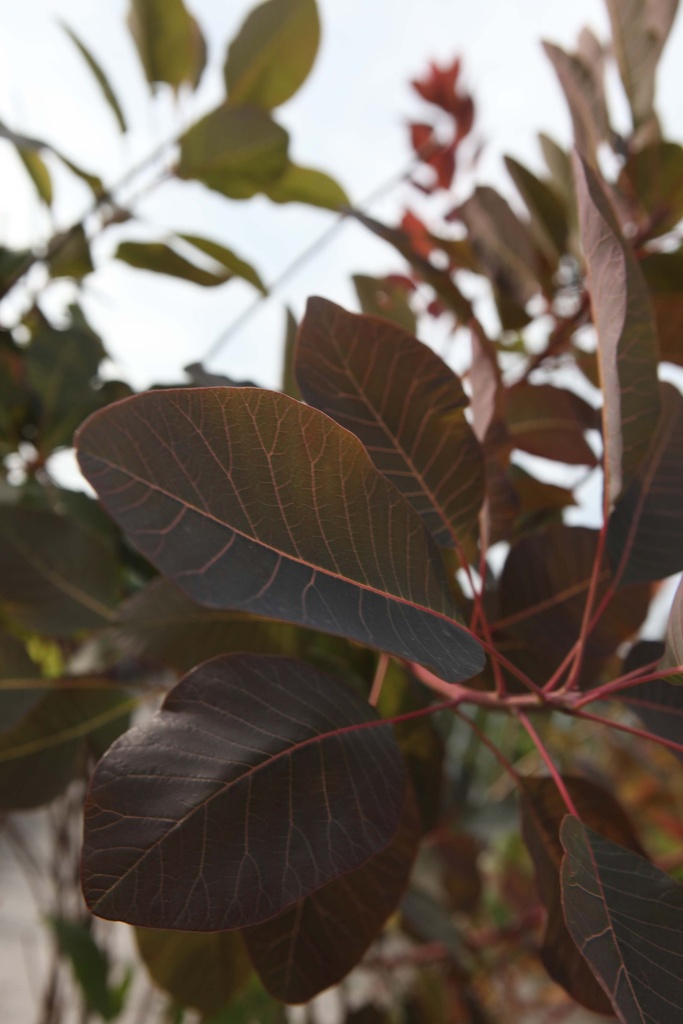 COTINUS 'GRACE'